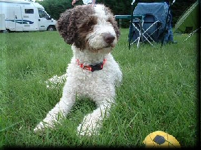 chispi de ubrique